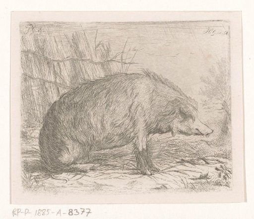 Sitting wild boar