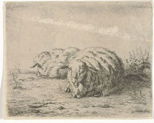 Two reclining sheep