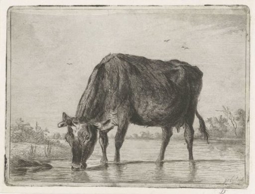 Drinking Cow