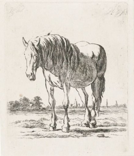 Standing white horse