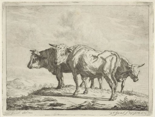Three oxen