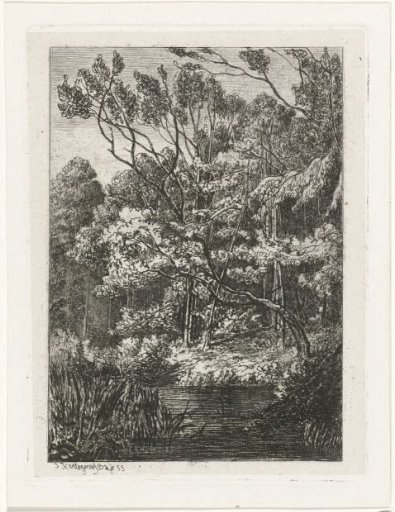 Woodland view
