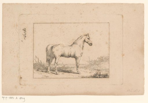 White horse