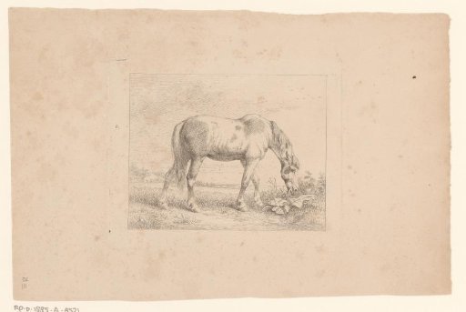 Grazing piebald horse