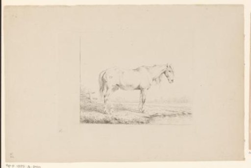 Standing horse by a river