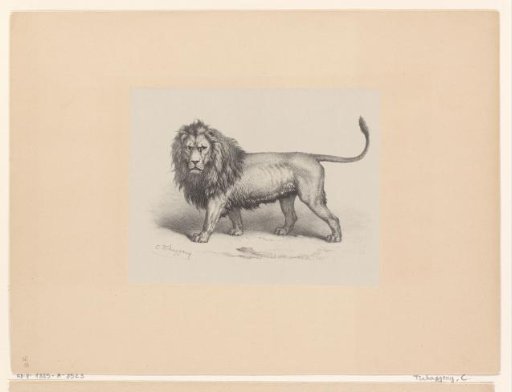 Lion