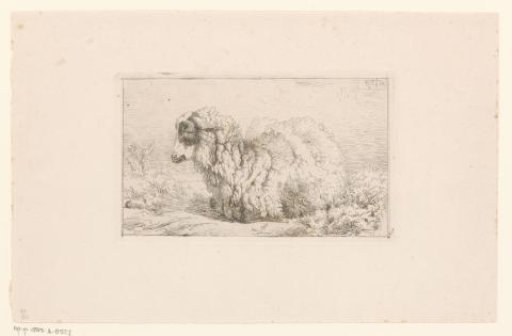 Lying sheep