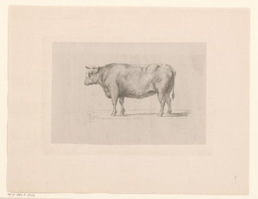 Heifer