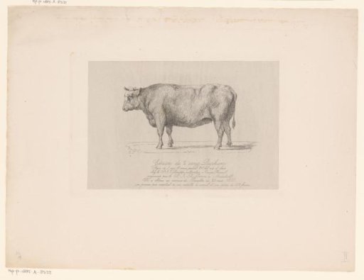 Heifer