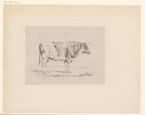 Standing bull