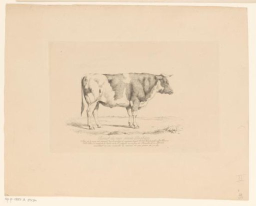 Standing bull