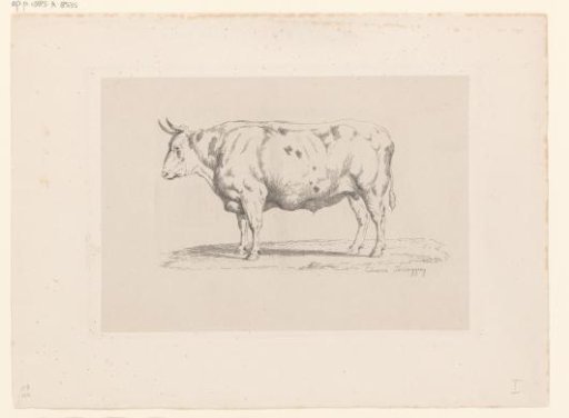 Standing bull