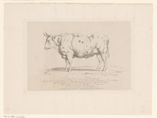 Standing bull