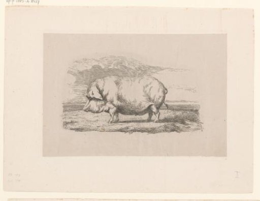 Standing pig