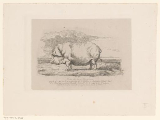 Standing pig