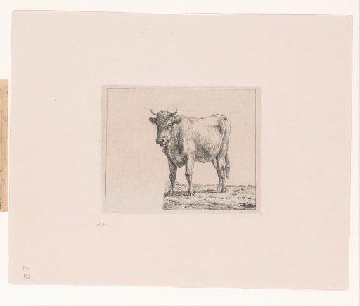 Standing Cow