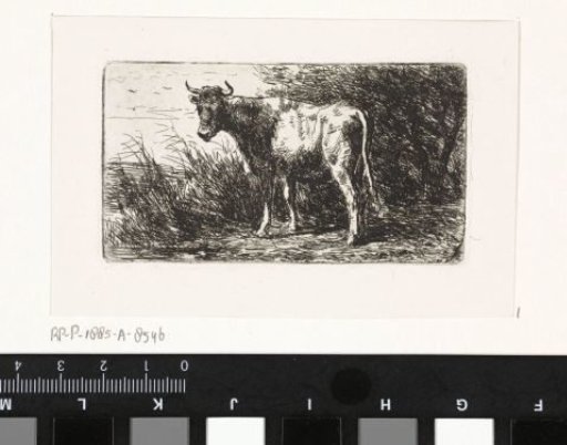 Cow on the bank of a river