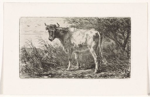 Cow on the bank of a river
