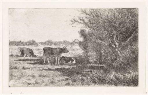 Cows in a meadow