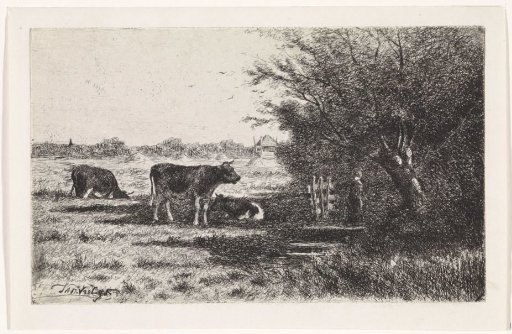 Cows in a meadow