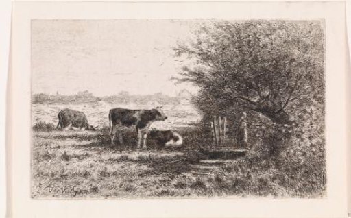 Cows in a meadow