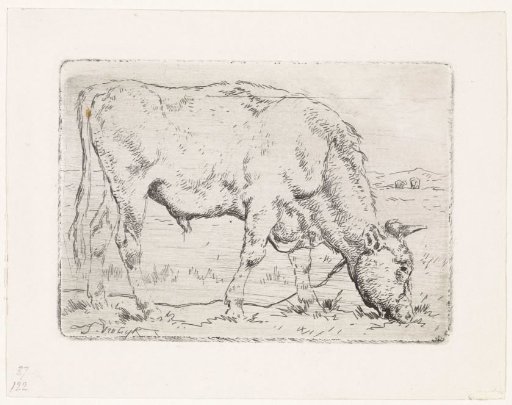 Landscape with a grazing bull