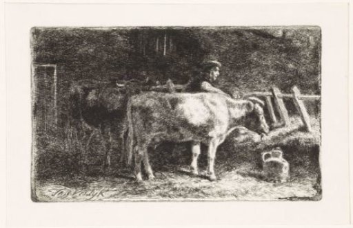 Farmer between two cows at a trough in a stable (large version)