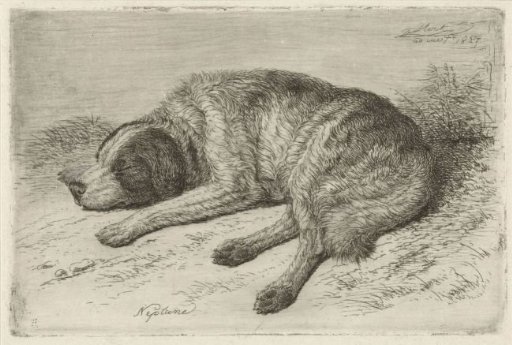 Sleeping dog to the left