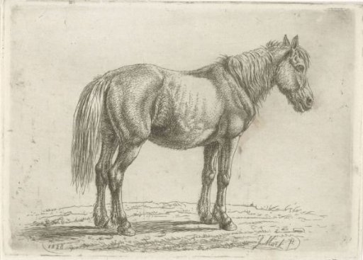 Standing horse to the right