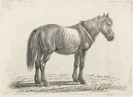 Standing horse to the right