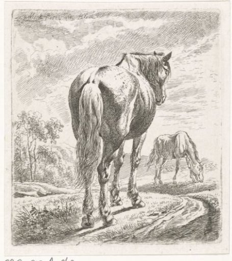 Horse seen from behind