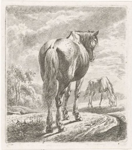 Horse seen from behind