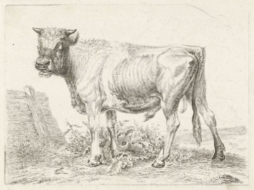 Bull