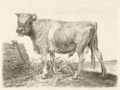 Bull