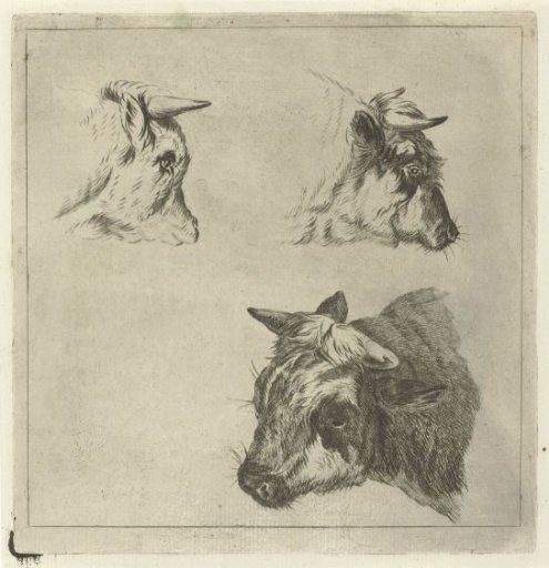 Three cow heads