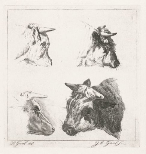 Three cow heads