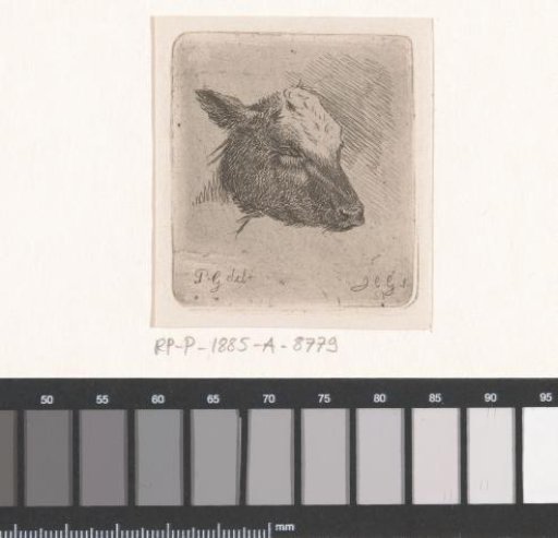Head of a calf