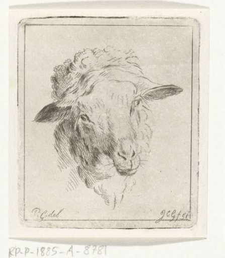 Head of a sheep