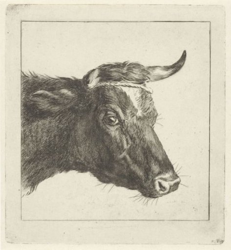 Head of a cow with rope around the horns