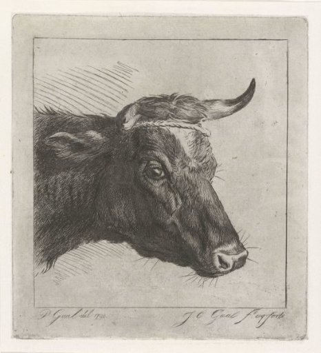 Head of a cow with rope around the horns