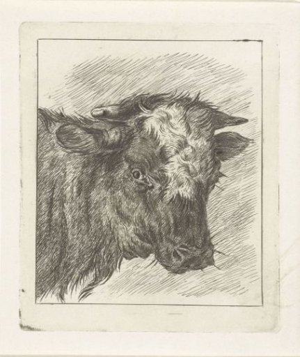 Head of a cow with a white collar
