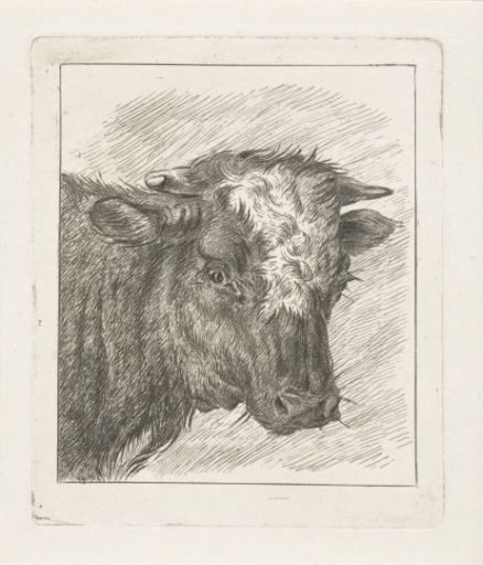 Head of a cow with a white collar