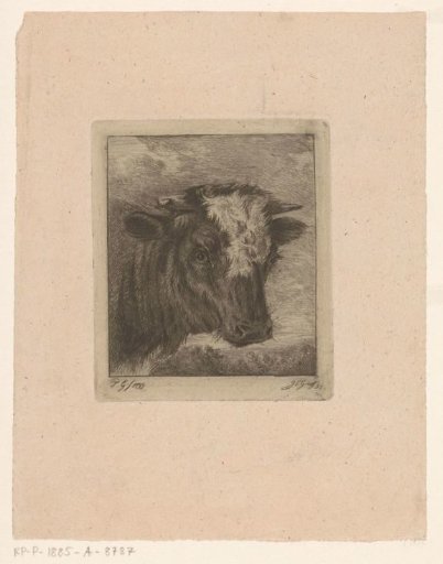 Head of a Cow with a White Collar