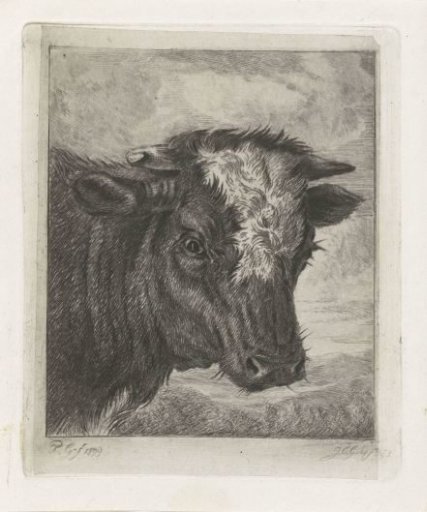 Head of a cow with a white collar