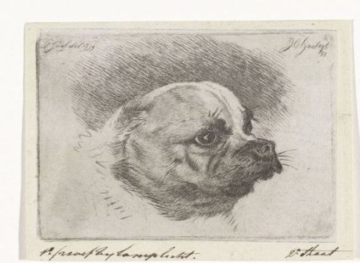 Head of a pug