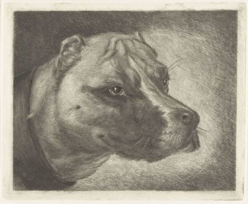 Dog's head with collar