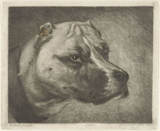 Dog's head with collar