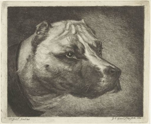 Dog's head with collar