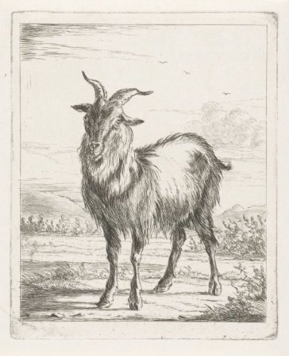 Standing goat