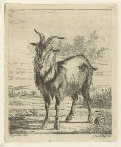 Standing goat